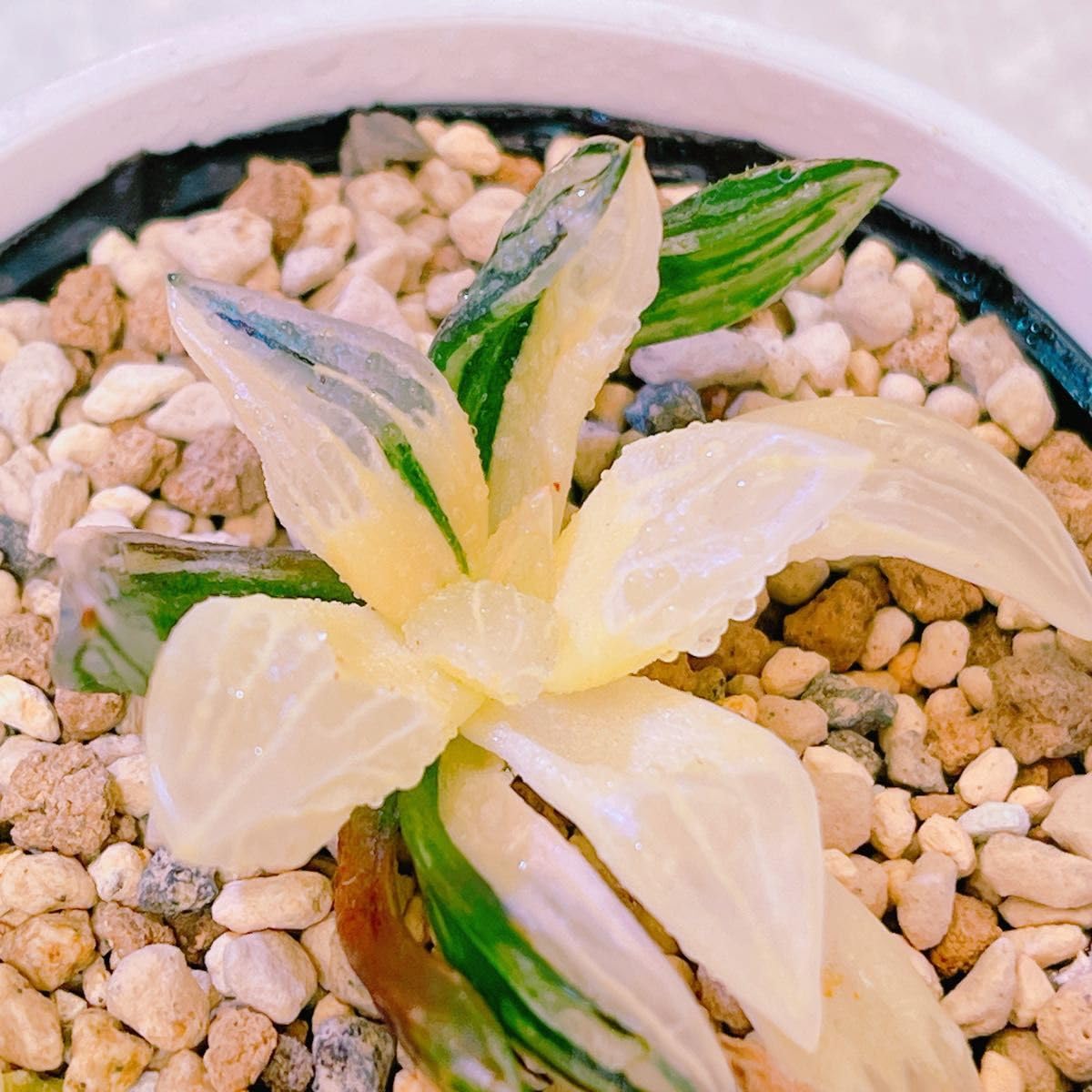 アトロフスカミュータント錦 　ハオルチア 多肉植物 多肉植物】アトロフスカミュータント錦！品種紹介 haworthia